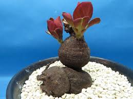 Image result for Monadenium pedunculatum