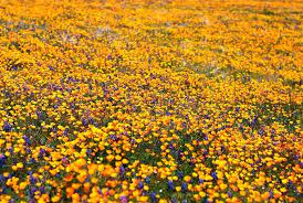 Save on ftd® same day delivery available. What Is The Most Common Flower Color In Defense Of Plants