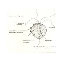 Image result for trichomonas images