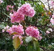 Image result for Tabebuia heterophylla