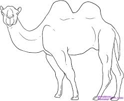 Pin On Camels Are Such Cute Gals And Guys
