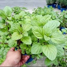Tips hilangkan gout, petua hilangkan gout, ubat gout, cara tradisonal merawat gout, sakit gout, rawatan gout anda mencari cara merawat gout tanpa ubat? Pokok Susu Nabi Ubat Gout Shopee Malaysia