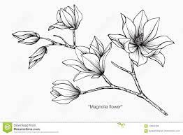 Magnolia Flower Drawing Illustration Black And White With Line Art Stock Illustration Illustration Of Bloom Flower Drawing Magnolia Flower Flower Sketches