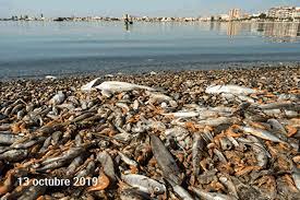Check spelling or type a new query. El Mar Menor Un Ano Despues De La Tragedia El Enfermo Cronico Teme Otra Gota Fria Letal Historias