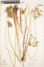 Image result for Isolepis costata