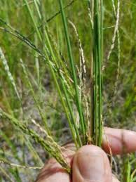 Image result for Digitaria seriata
