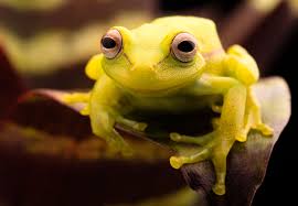These disks help them climb slippery surfaces. Freaky Fluorescent Frog Found Britannica
