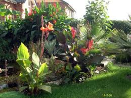 Palmen · der freund von exotischen pflanzen zeigt bilder seines garte. Garten 2007 Exoten Und Palmen Claus Willich Tropische Garten Garten Pflanzen
