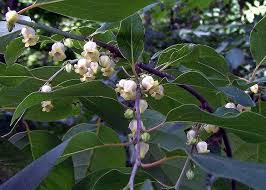 The american type grows wild in much of the southeastern part of the country, and has fruit that must be ripened on the asian persimmons are more commonly grown for their sweet fruit. Ebenaceae Diospyros Virginiana Male American Persimmon Flowers American Persimmon Tree Persimmon Tree Flower Garden