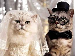Image result for FUNNY dogs hd wallpapers 1080p