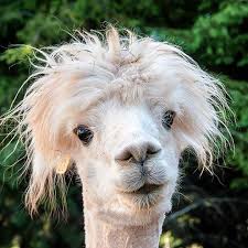 Four Llamas Who Long To Be Famous Too Wild Hair Cute Animals Llama