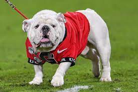 Georgia Bulldogs Football Mascot Uga Won T Be On Sideline This Year