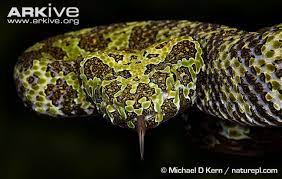 The Mangshan Pit Viper Is Found Only In Two Locations In China Including The Mangshan Mountains After Which It Is N Pit Viper Endangered Snakes Pretty Animals