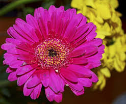 Image result for Gerbera viridifolia