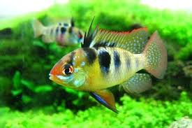 Ikan mas koki menjadi salah satu ikan hias yang sangat digemari di indonesia, maka tak heran jika banyak yang ingin mengetahu cara budidaya ikan tentunya jika bisa menyediakan ikan mas koki dalam jumlah yang banyak, dapat menjadi pemasukan yang lumayan. Perawatan Ikan German Blue Ram Perilaku Makanan Setup Akuarium Gerava Ikan Hias Burung Kicau Kucing Anjing