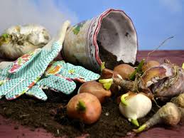 Check out our hyacinth bulbs selection for the very best in unique or custom, handmade pieces from our shops. How To Save And Replant Forced Seasonal Bulbs Hgtv