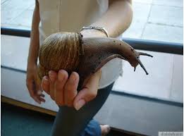 (english) can you speak in english? Jom Lihat Siput Babi Gergasi Afrika Paling Besar Di Dunia