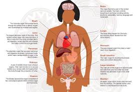 Kids will learn all about the circulatory system, the res. Health Dept Withdraws Inaccurate Anatomy Posters Human Body Anatomy Body Anatomy Human Body Diagram