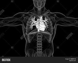 Your heart is an amazing organ. Human Heart Rib Cage Image Photo Free Trial Bigstock