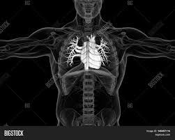 $ideview of heart and ribs. Human Heart Rib Cage Image Photo Free Trial Bigstock