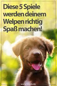 welpenspiele so spielen sie richtig mit ihrem welpen futalis welpen welpenspiele hunde welpen erziehung
