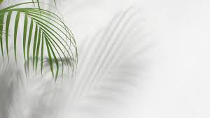 Green Palm Tree Leaves With Shadow On White Background 1739490 Stock Photo Choose from over a million free vectors, clipart graphics, vector art images, design templates, and illustrations created by artists worldwide!