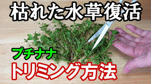 水槽 枯れたアヌビアスナナ 復活のトリミング アクアリウム Youtube
