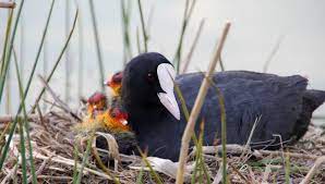 Warum Bauen Vogel Nester