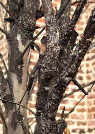 But last week pink and white flowers can be seen dotted all across our valley. Neil What Caused This Black Mold On My Crape Myrtle And How Can I Eliminate It The Black Mold You See Is Refe Crepe Myrtle Crepe Myrtle Trees Crape Myrtle