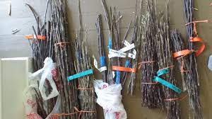 They may offer pest and disease resistance. Fruit Tree Propagation Grafting Philadelphia Orchard Project