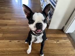 Boston Terrier Dog Breed Information - Dog Digest