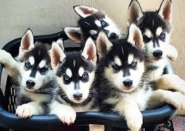 Maybe you would like to learn more about one of these? 11 Things Only Husky Pup Parents Understand Husky Puppy Siberian Husky Husky