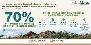 Ante la riqueza natural que posee el país, como se ha mencionado en los párrafos anteriores, en méxico poder conocer con precisión las mediciones de la deforestación que se ha dado a lo. Conafor Ø¯Ø± ØªÙˆÛŒÛŒØªØ± Deforestacion En Mexico El 74 De La Perdida De Tierras Forestales Ocurre Por Su Conversion A Praderas Para La Crianza De Ganado Explora Mas Informacion Bit Ly 3g3uks8 Databosques Datamares Https T Co 1ma3kzdeh3