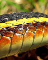 Pin On Snakes