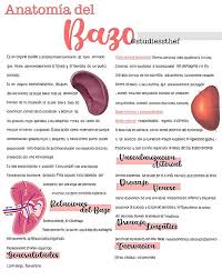 El hígado y el bazo pueden aumentar de tamaño. Anatomia Bazo Anatomia Bazo Udocz