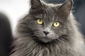 20 Most Popular Long Haired Cat Breeds Catbreeds Long Haired Cat Breeds Long Haired Cats Cat Breeds Grey Cat Breeds