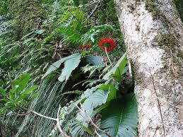 Image result for Streptocarpus myoporoides