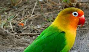 Beternak lovebird memang cukup menjanjikan untuk. Berikut Harga Lovebird Update Dan Terbaru 2021 Aplikasi Pertanian Media Agribisnis Gdm Agri