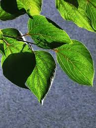 Image result for Hovenia