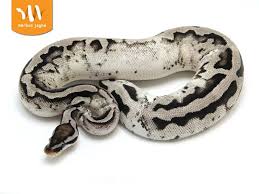 Axanthic Black Pewter Ball Python Axanthic Pastel Pied Markus Jayne Line Morph List World Of Ball Pythons Ball Python Morphs Ball Python Ball Python Care