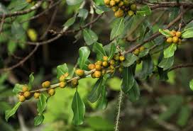 Image result for Ficus craterostoma