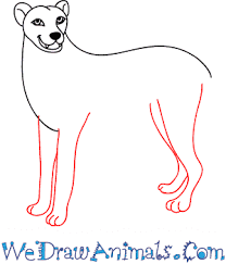 How to draw a cheetah for kids, step by step, drawing guide, by dawn. How To Draw A Cartoon Cheetah