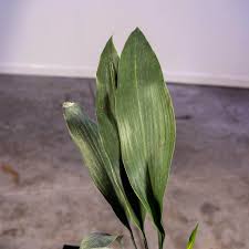 Image result for Aspidistra elatior