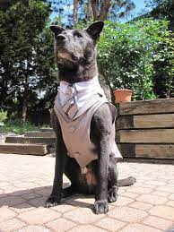 Custom Wedding Dog Tuxedo Suit Pick Your Color Custom Etsy Dog Tuxedo Dog Wedding Attire Dog Wedding