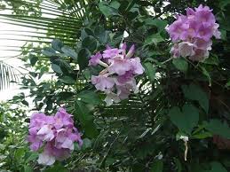 Image result for Bignoniaceae