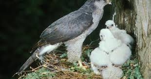 Northern Goshawk Northern Goshawk Animals Bird Photo