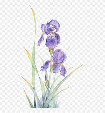 Watercolor violet flower tranquil pictures iris botanical illustration fashion abstravt lavender flower petals illustration violet floral border watercolor violet flowers flower abstract painted iris. Watercolor Painting Violet Flower Watercolor Transparent Iris Flower Clipart 1780194 Pikpng