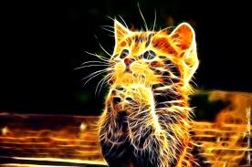 You will definitely choose from a huge number of pictures that option that will suit you exactly! Neon Animals Wallpapers Top Free Neon Animals Backgrounds Wallpaperaccess