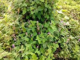 Image result for Desmodium intortum