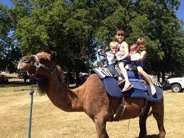 With the exception of christmas day and the third friday of june. Joe S Camels Posts Facebook